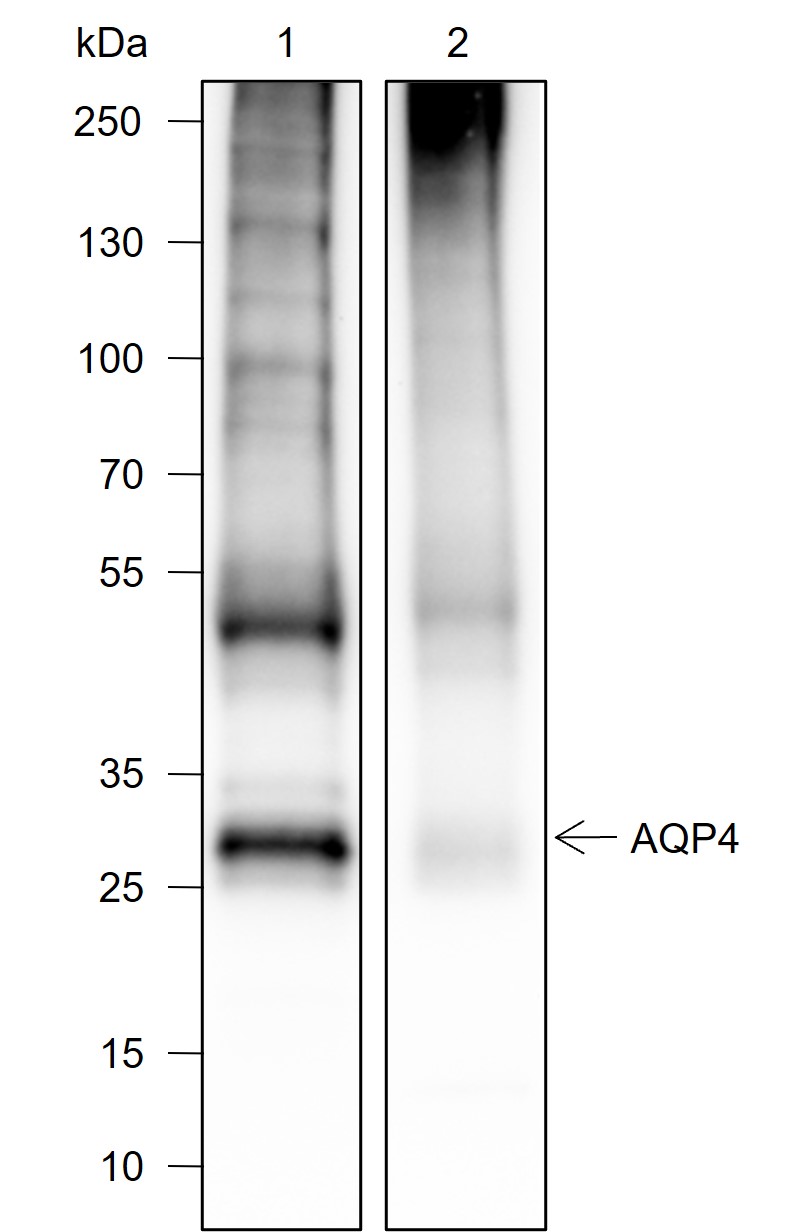 Anti-AQP4 Mouse mAb