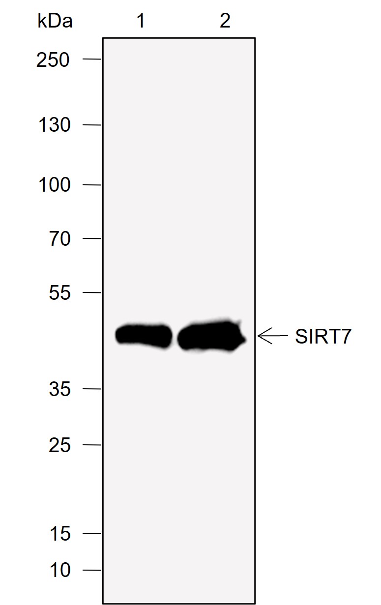 Anti-SIRT7 Rabbit mAb