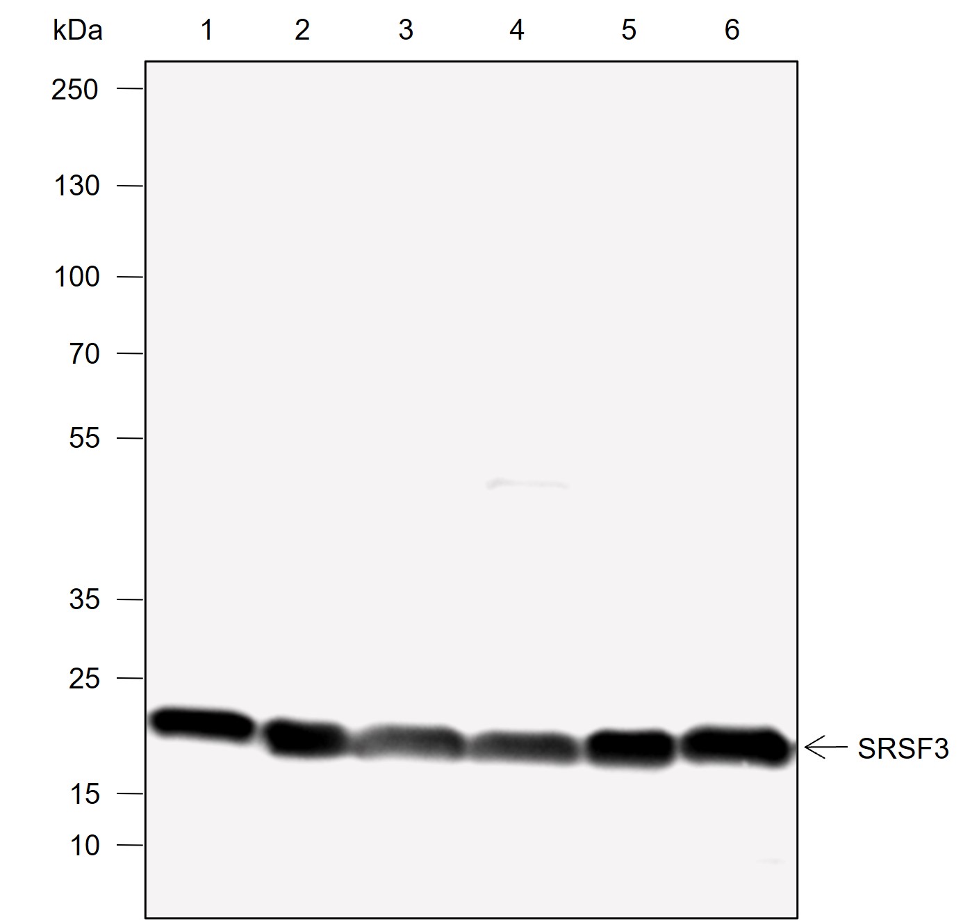 Anti-SRSF3 Rabbit mAb