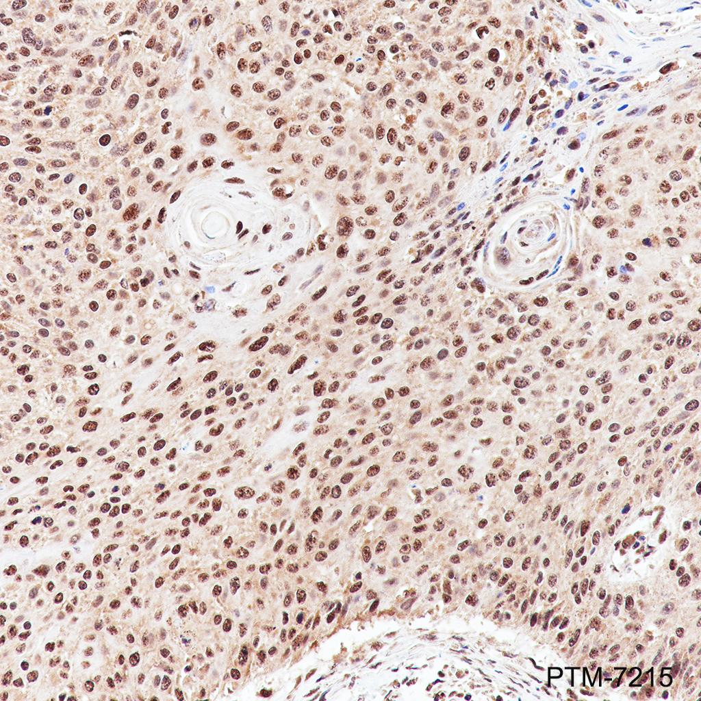 Anti-SRSF3 Rabbit mAb