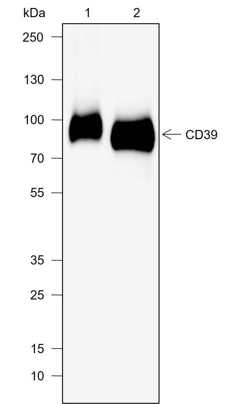Anti-CD39 Rabbit mAb