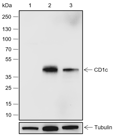 Anti-CD1c Rabbit mAb