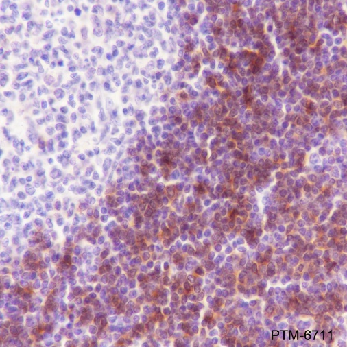 Anti-CD1c Rabbit mAb
