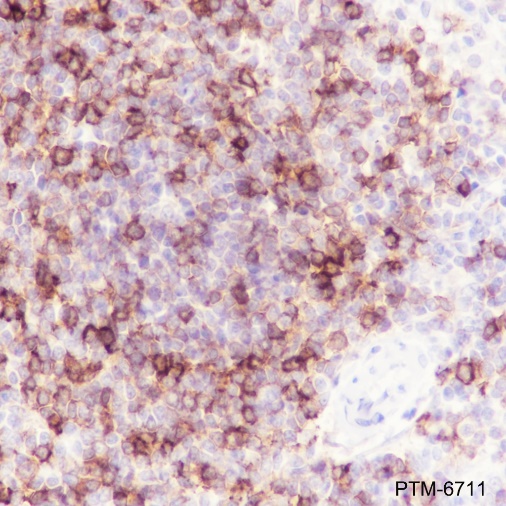 Anti-CD1c Rabbit mAb