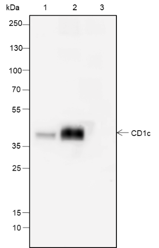 Anti-CD1c Rabbit mAb