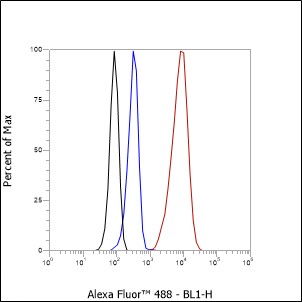 Anti-STUB1 Rabbit mAb