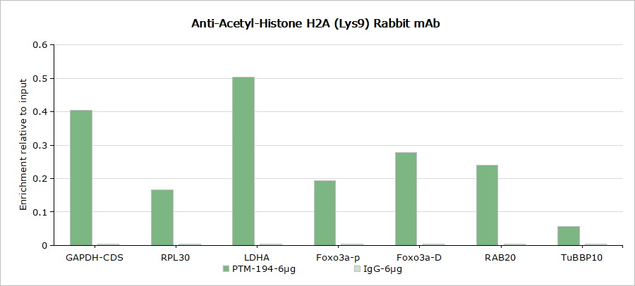 Anti-Acetyl-Histone H2A (Lys9) Rabbit mAb