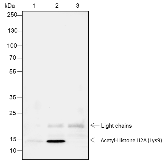 Anti-Acetyl-Histone H2A (Lys9) Rabbit mAb