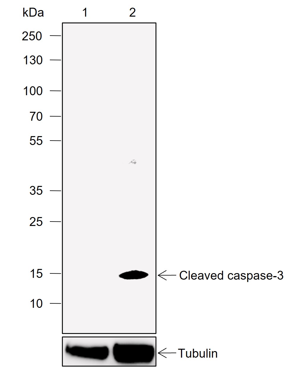 Anti-Cleaved Caspase-3 Rabbit mAb