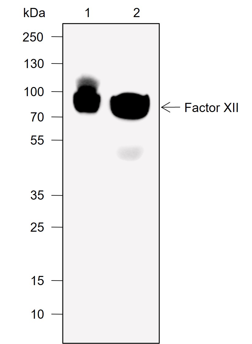 Anti-Factor XII Rabbit mAb