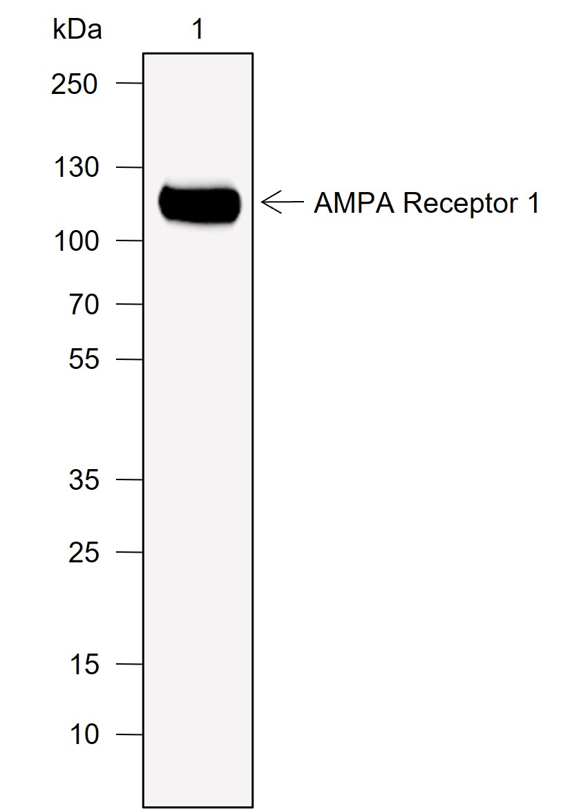 Anti-AMPA Receptor 1 / GluA1 Rabbit mAb