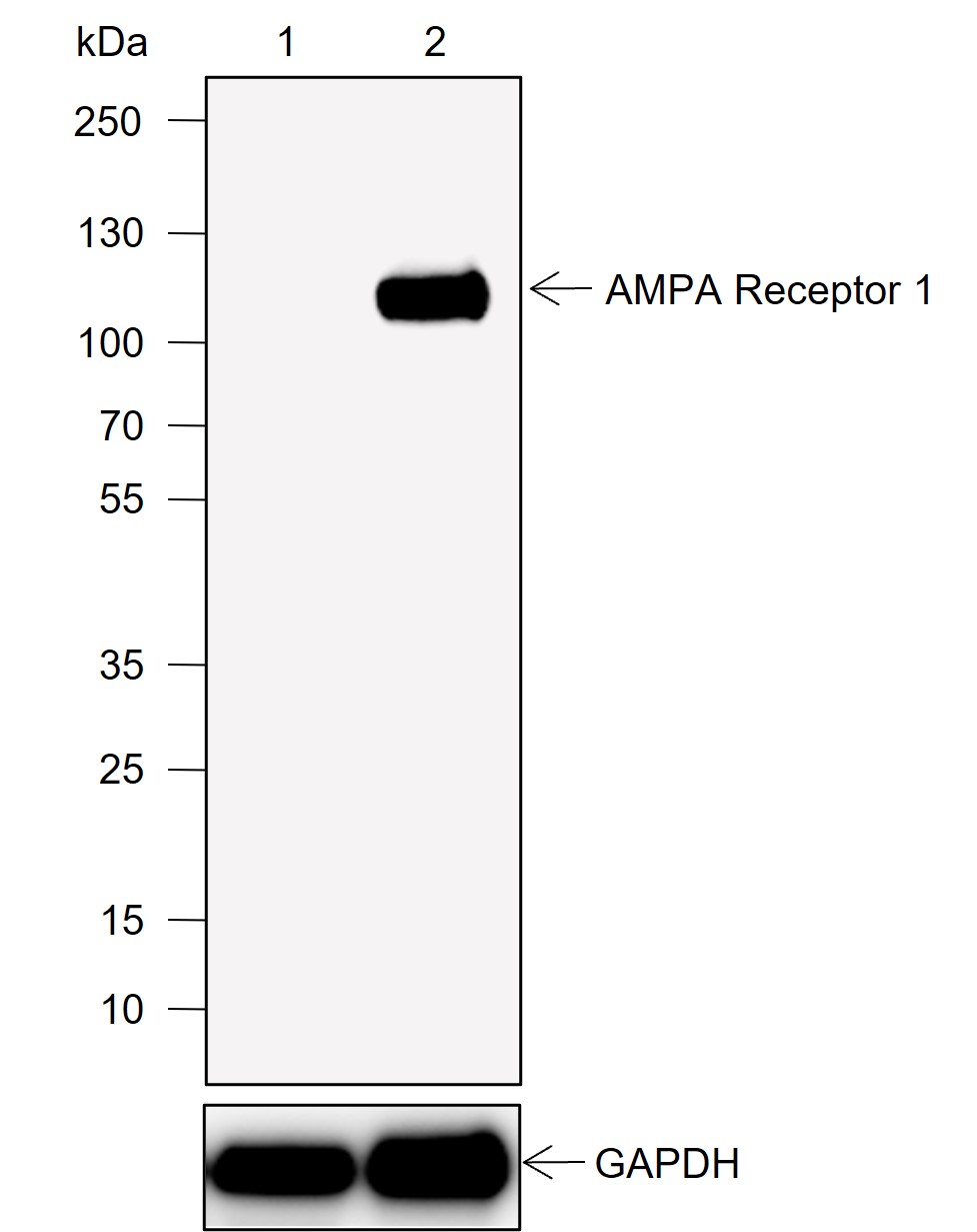 Anti-AMPA Receptor 1 / GluA1 Rabbit mAb