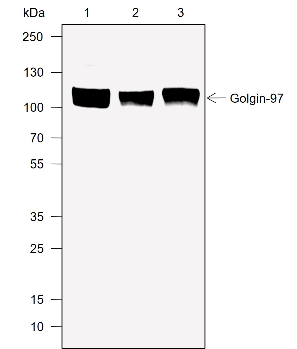 Anti-Golgin-97 Rabbit mAb