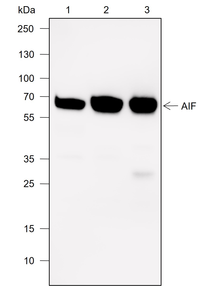 Anti-AIF Mouse mAb