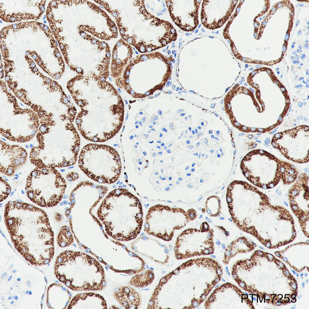 Anti-AIF Mouse mAb