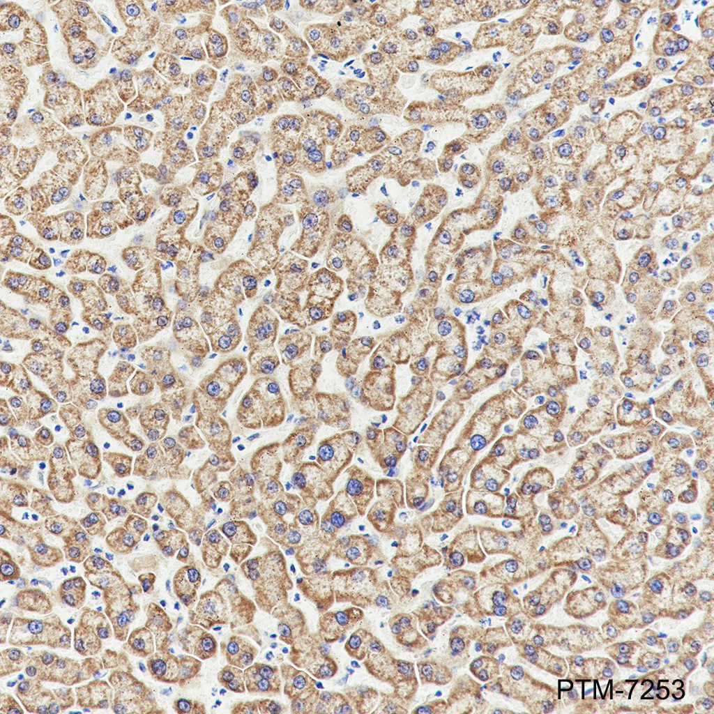 Anti-AIF Mouse mAb