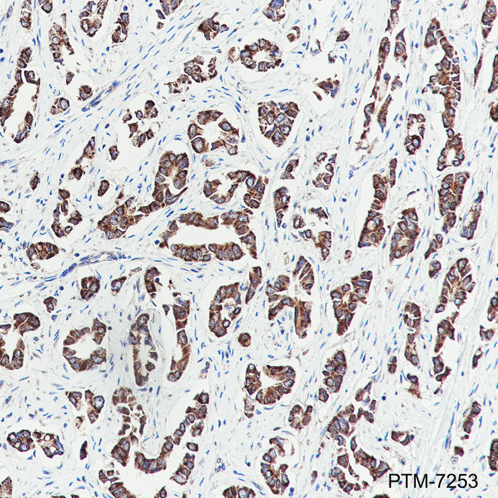 Anti-AIF Mouse mAb