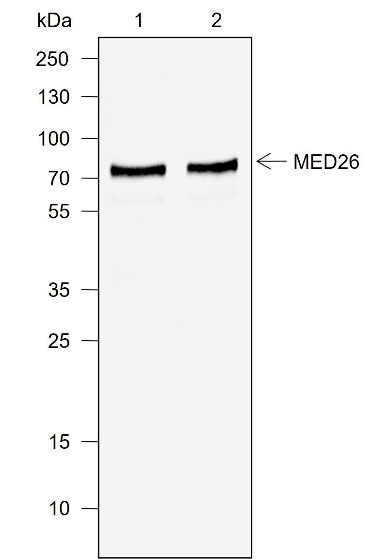 Anti-MED26 Mouse mAb