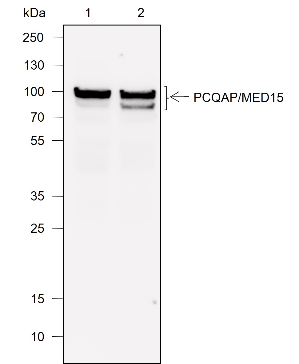 Anti-PCQAP/MED15 Rabbit mAb
