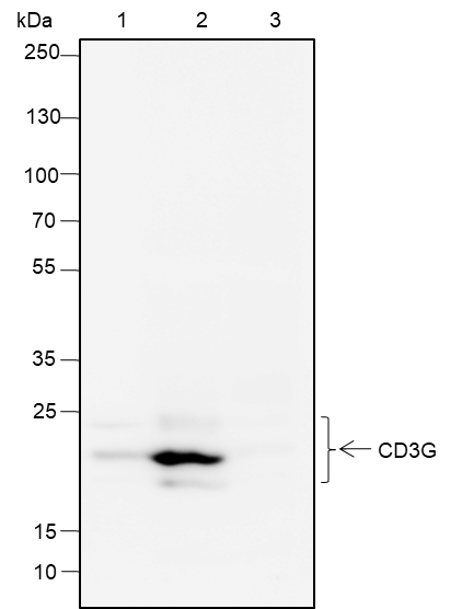 Anti-CD3 gamma Rabbit mAb