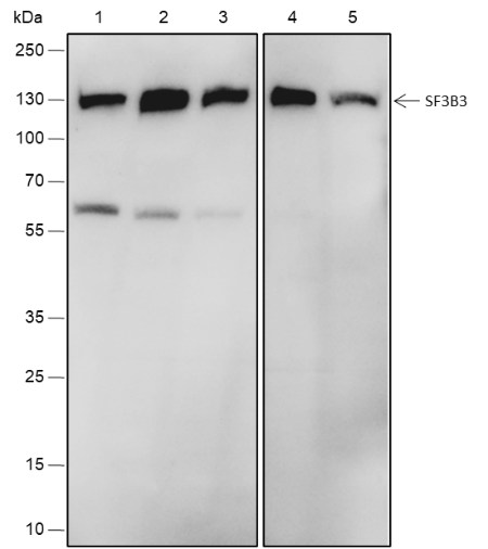 Anti-SF3B3 Rabbit mAb