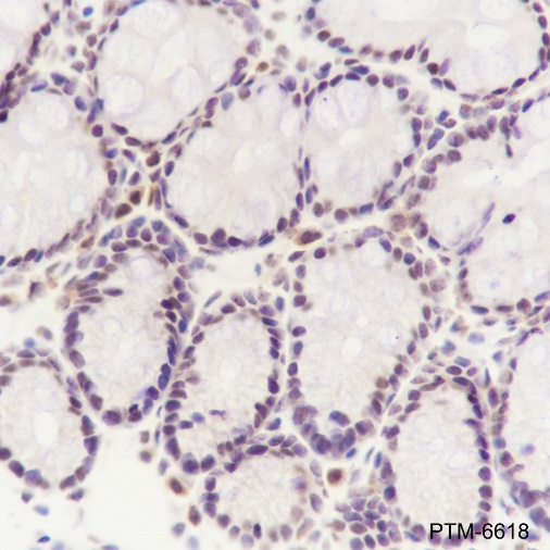 Anti-SF3B3 Rabbit mAb