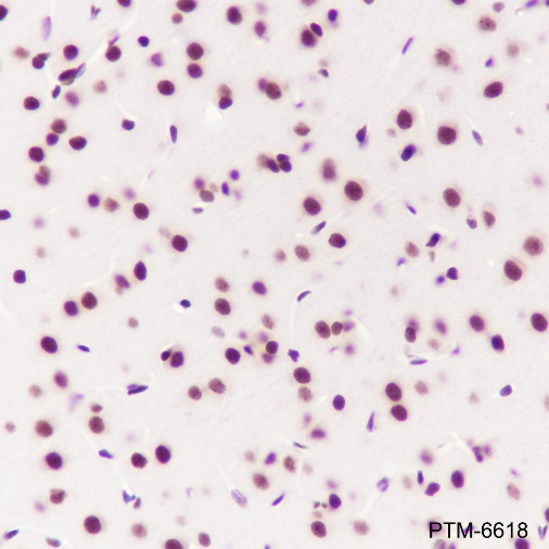 Anti-SF3B3 Rabbit mAb