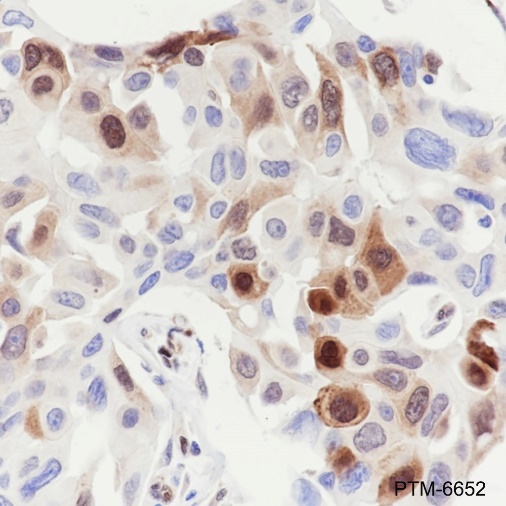 Anti-Phospho-HSP27 (Ser78) Rabbit mAb