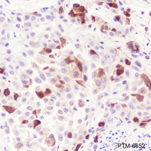 Anti-Phospho-HSP27 (Ser78) Rabbit mAb