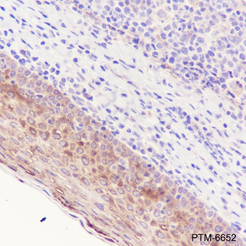 Anti-Phospho-HSP27 (Ser78) Rabbit mAb