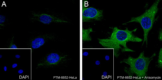 Anti-Phospho-HSP27 (Ser78) Rabbit mAb