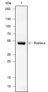 Anti-RUBISCO Mouse mAb