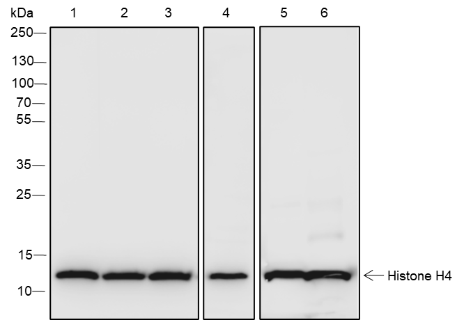 Anti-Histone H4 Rabbit mAb