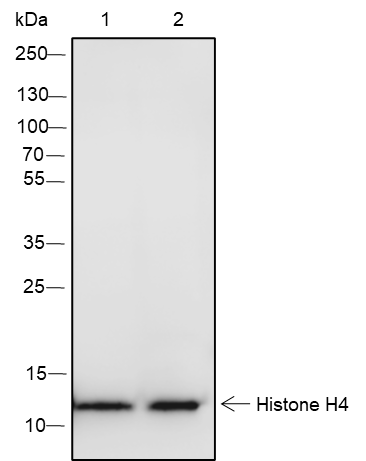 Anti-Histone H4 Rabbit mAb