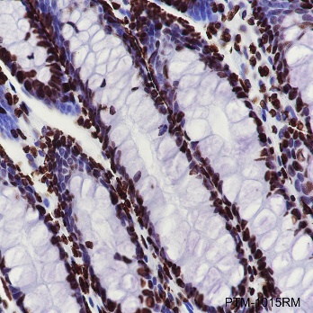 Anti-Histone H4 Rabbit mAb