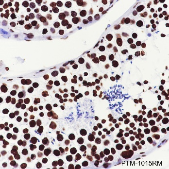 Anti-Histone H4 Rabbit mAb