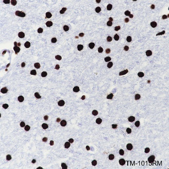 Anti-Histone H4 Rabbit mAb