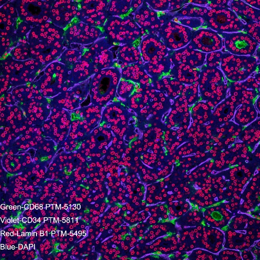 Anti-Lamin B1 Rabbit mAb