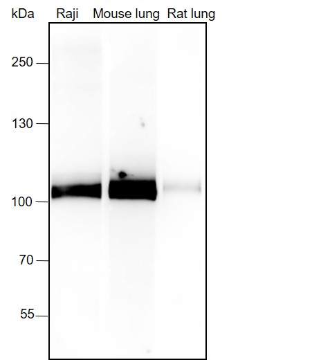 Anti-CD10 Rabbit mAb