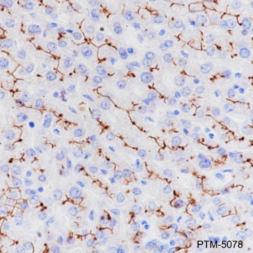 Anti-CD10 Rabbit mAb
