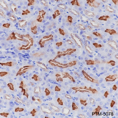 Anti-CD10 Rabbit mAb