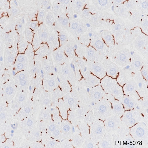 Anti-CD10 Rabbit mAb