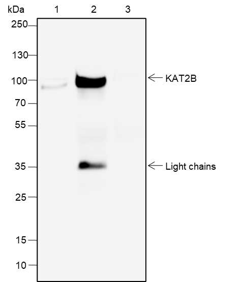 Anti-PCAF Rabbit mAb