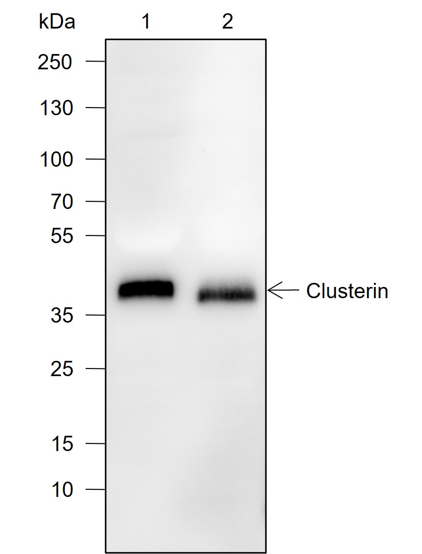 Anti-Clusterin alpha Chain Rabbit mAb