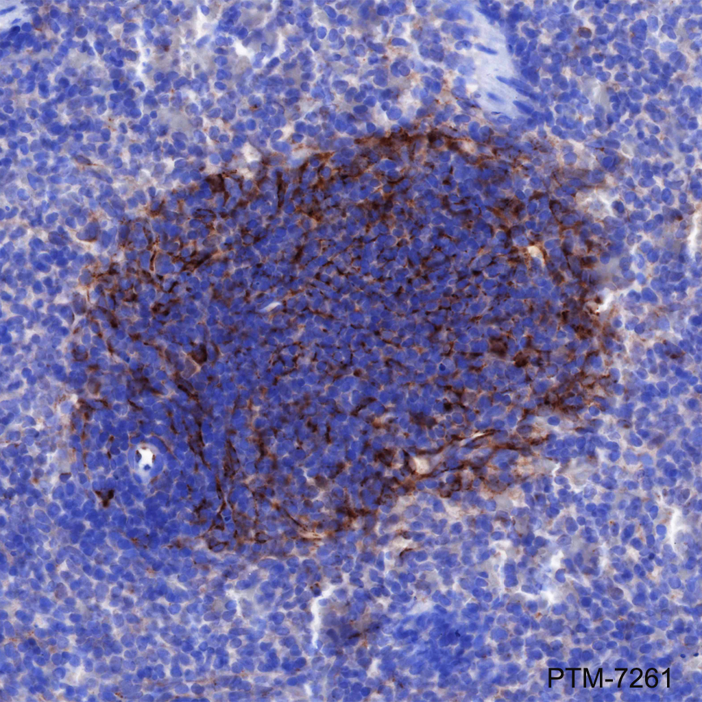 Anti-Clusterin alpha Chain Rabbit mAb