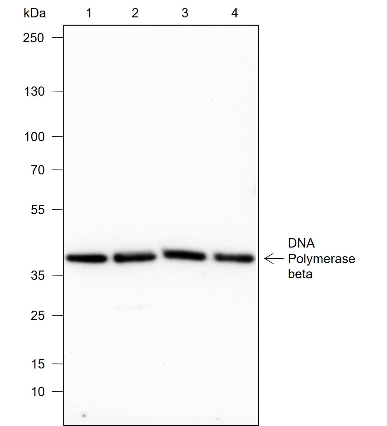 Anti-DNA Polymerase beta Rabbit mAb