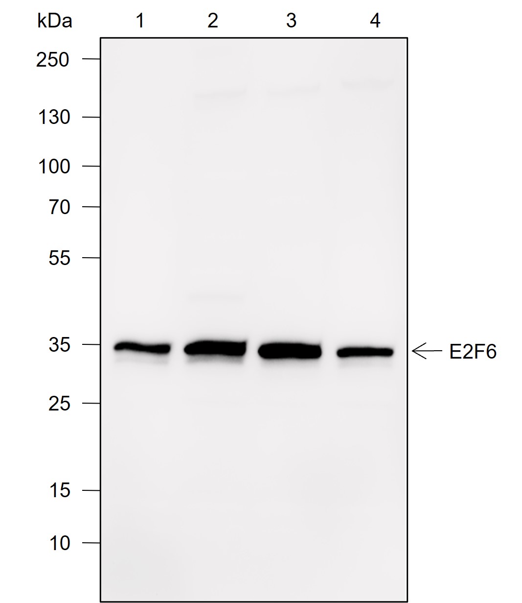 Anti-E2F6 Rabbit mAb