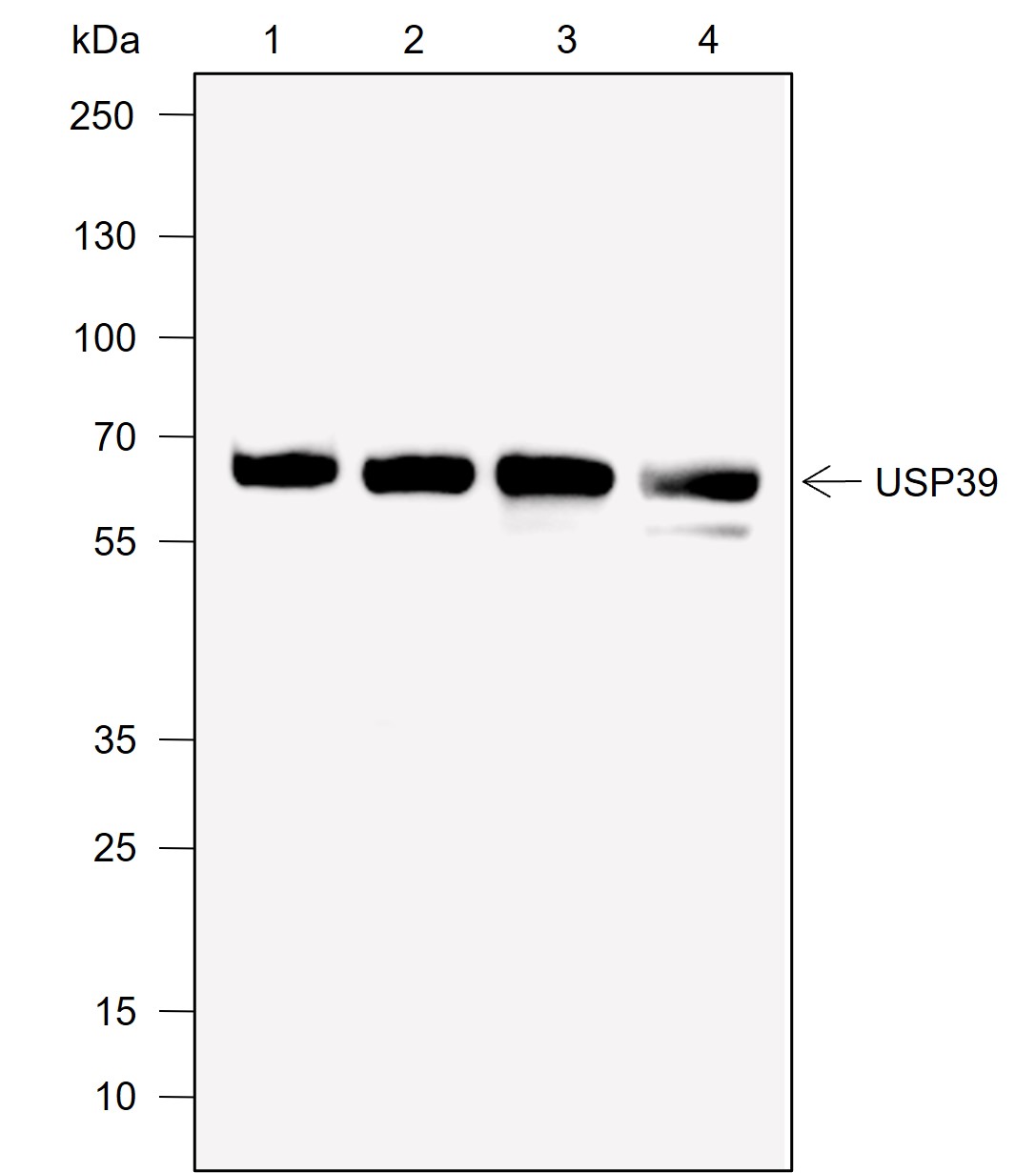 Anti-USP39 Rabbit mAb