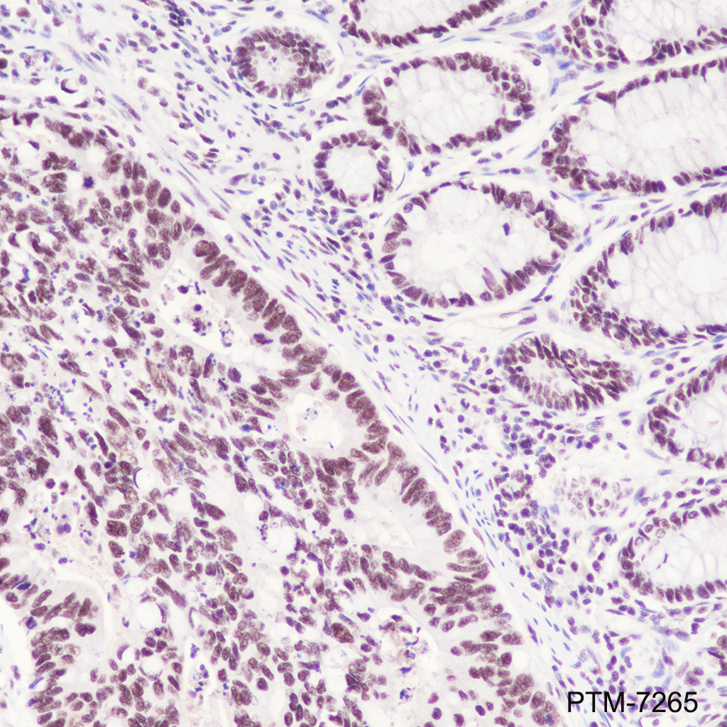 Anti-USP39 Rabbit mAb