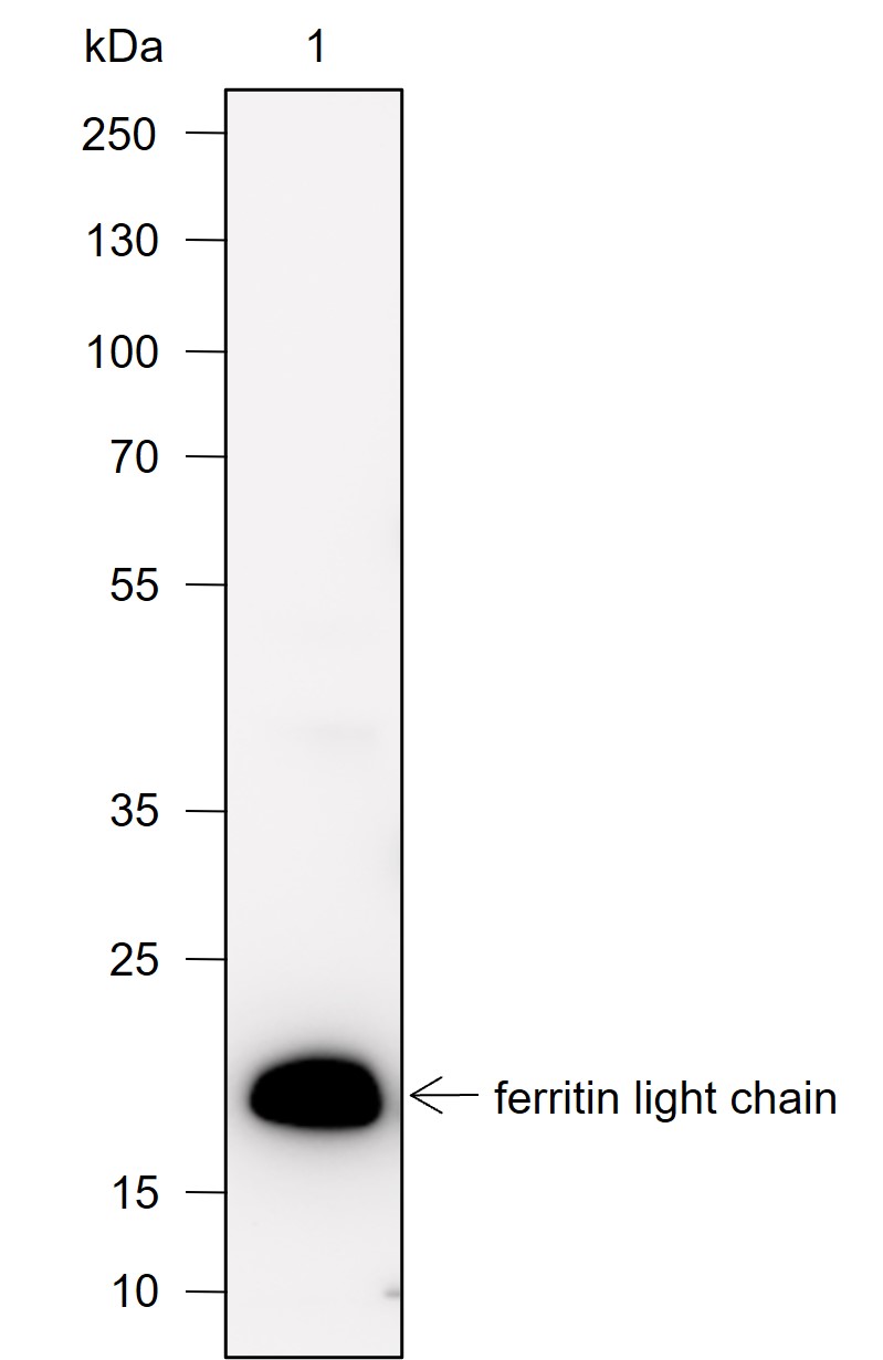 Anti-Ferritin Light Chain Rabbit mAb